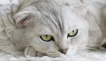 塔城2026年最新北京商务伴游经纪招聘渠道分享(最方便真实的塔城北京爱特博旅运服务有限责任公司招聘方法)